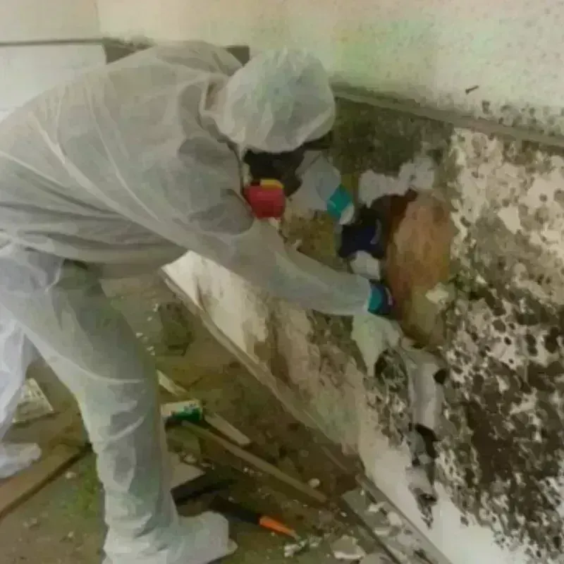 Mold Remediation and Removal in Platte County, MO